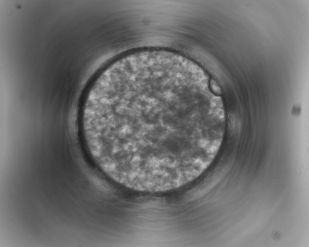 X0000103140676200809192006