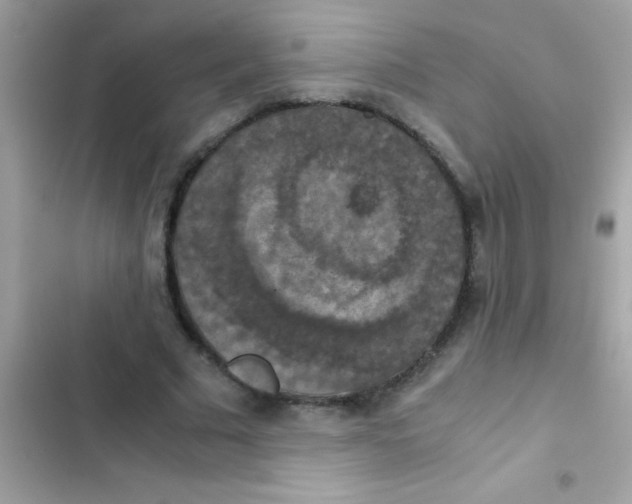 X0000103140681200809192006