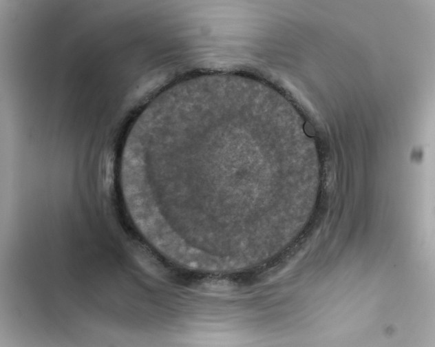 X0000103140685200809192006