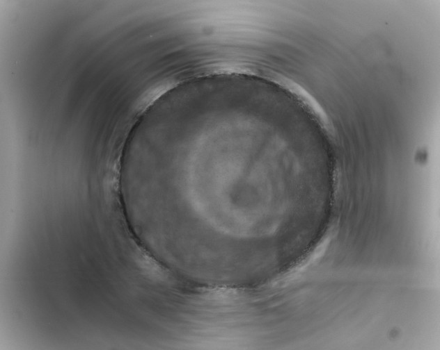 X0000103140785200809192004