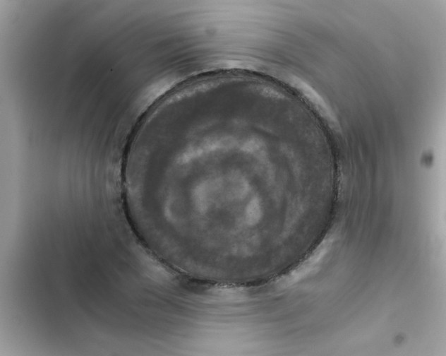 X0000103140977200809192001