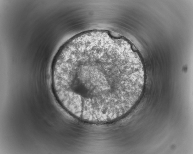 X0000103141080200809191959