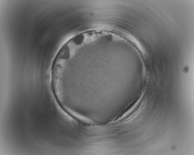 X0000103141095200809191959