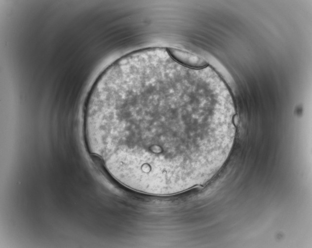 X0000103141096200809191959