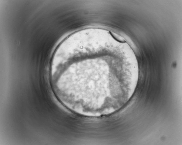 X0000103141100200809191959