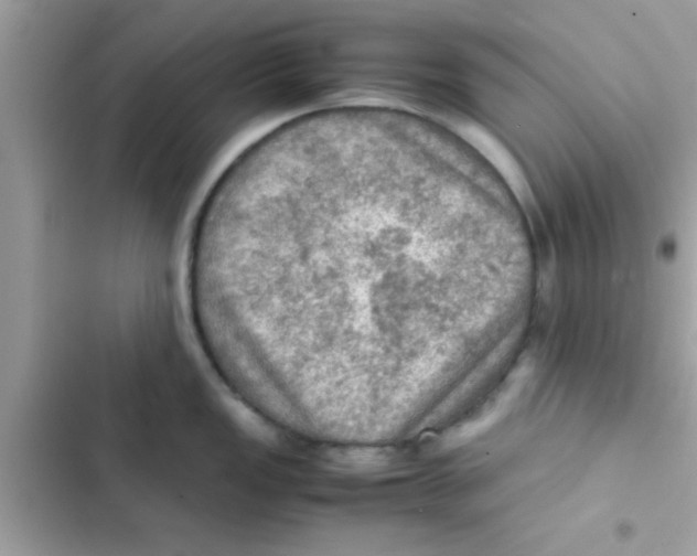 X0000103141149200809191959