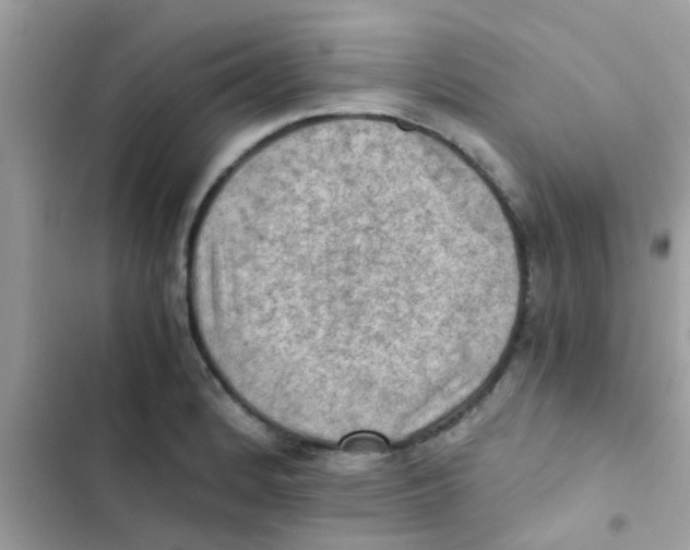 X0000103141184200809191958