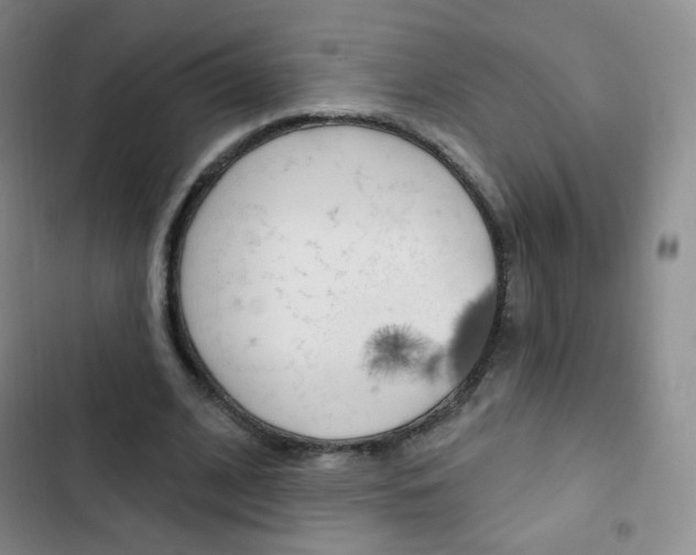 X0000103150584200808221131
