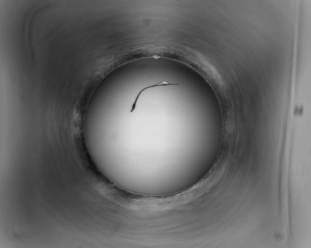 X0000103150025200808221341