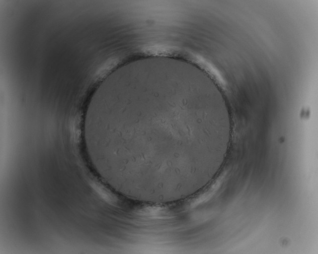 X0000103150065200808221340