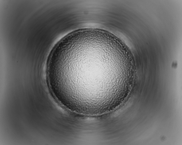 X0000103150839200808221329