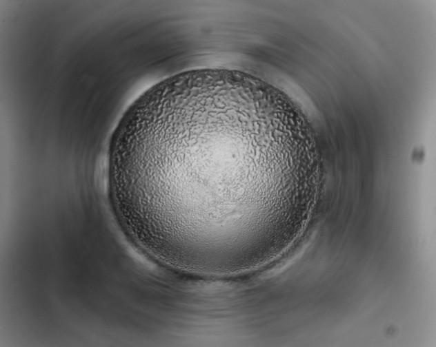 X0000103151079200808221325
