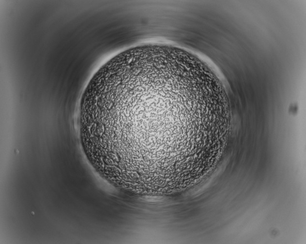 X0000103151295200808221322