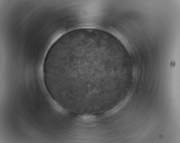 X0000103151466200808221319