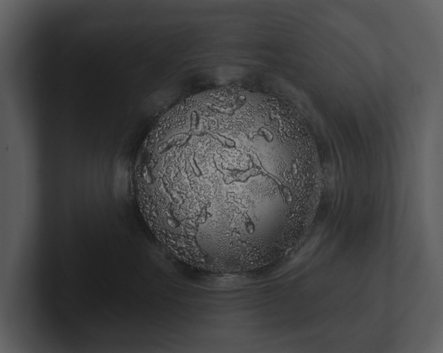 X0000103150527200808291432