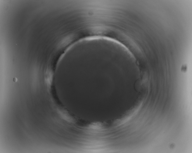 X0000103150076200809192040