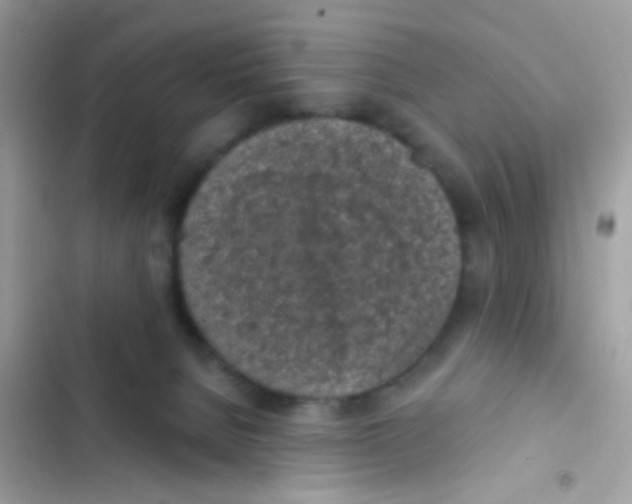 X0000103150080200809192040