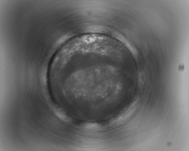 X0000103150203200809192037