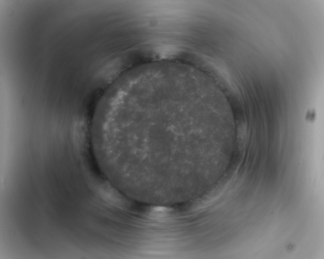 X0000103150222200809192037