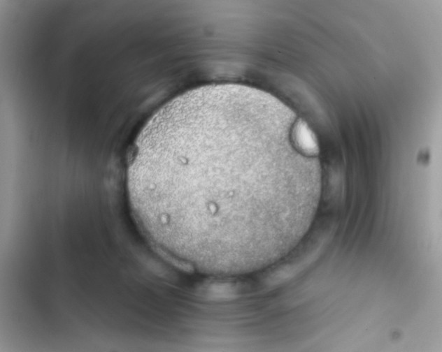 X0000103150228200809192037