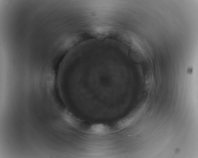 X0000103150231200809192037