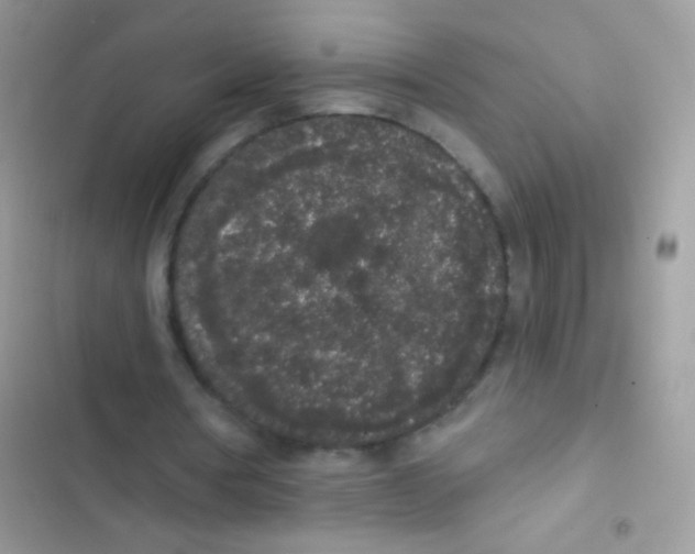 X0000103150386200809192034