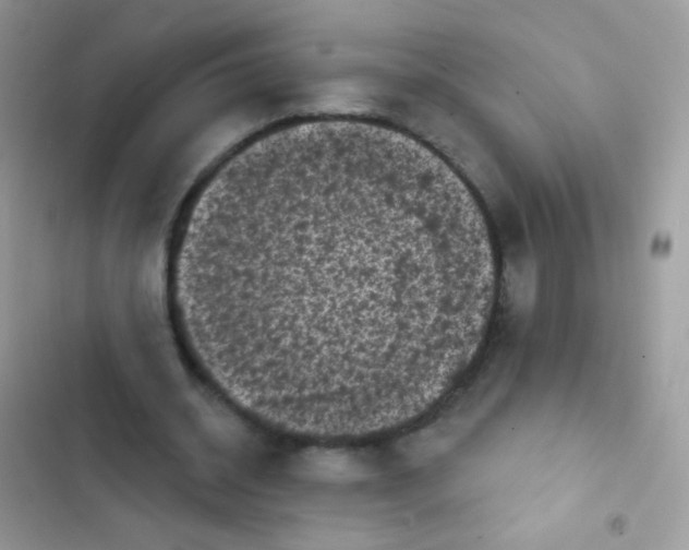 X0000103150534200809192031