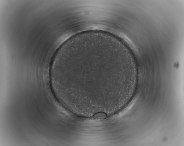 X0000103150977200809192025