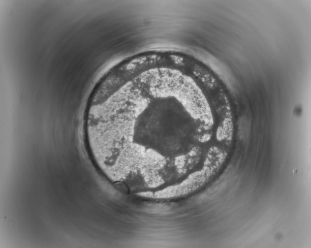 X0000103151229200809192021