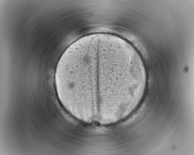 X0000103151233200809192021