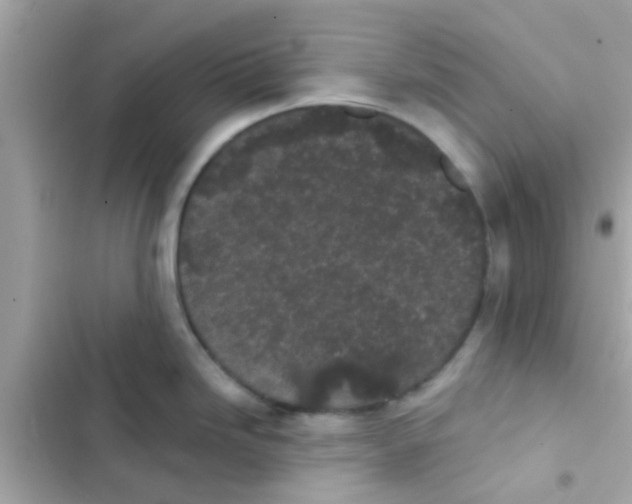 X0000103151246200809192022