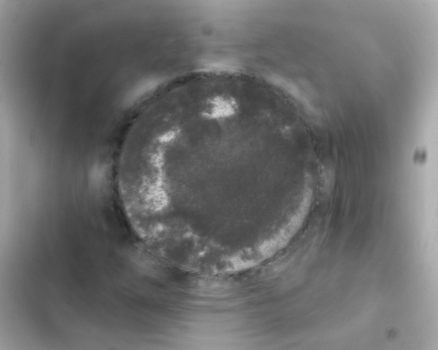 X0000103151254200809192021