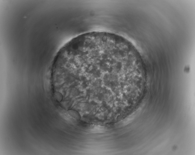 X0000103151263200809192021