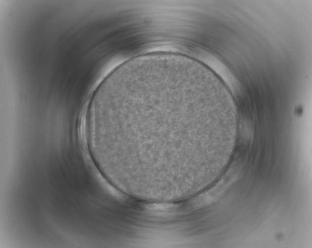 X0000103151290200809192020