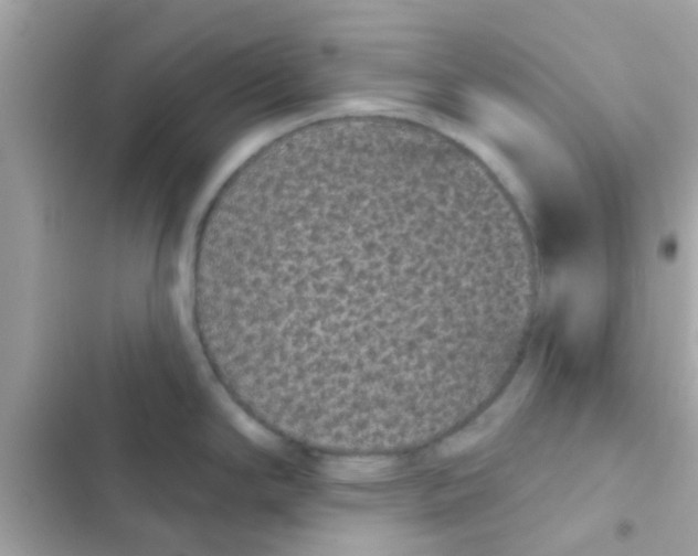 X0000103151294200809192020