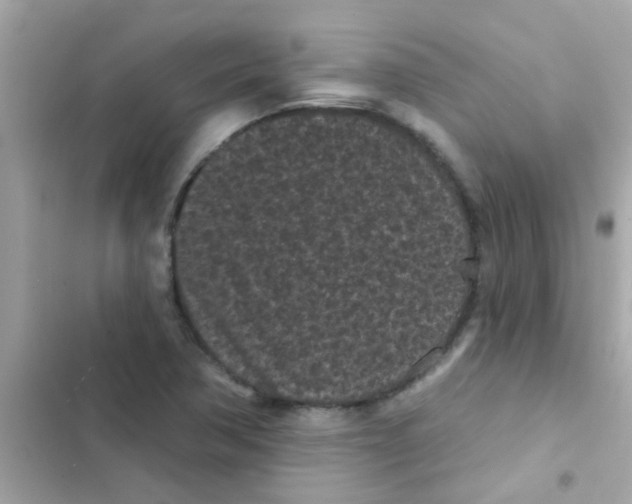 X0000103151362200809192019