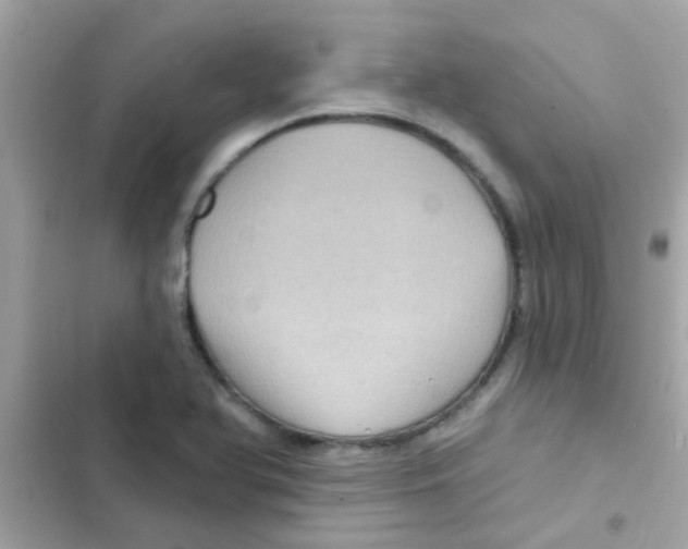 X0000103151366200809192019