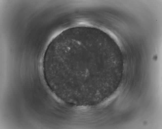 X0000103151373200809192019