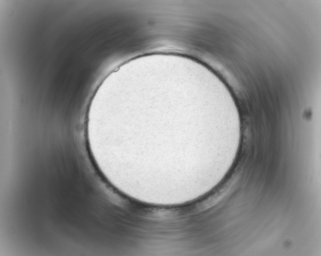 X0000103151375200809192019