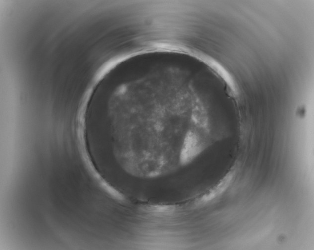 X0000103151381200809192019