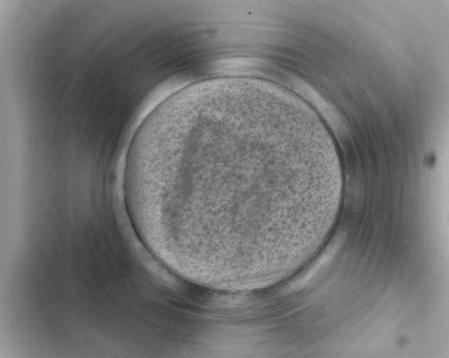 X0000103151386200809192019