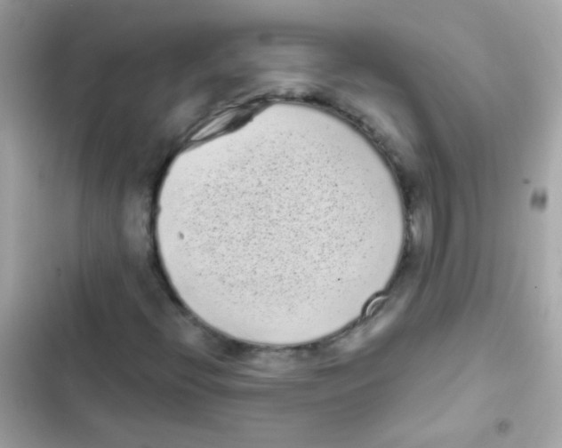 X0000103151396200809192018