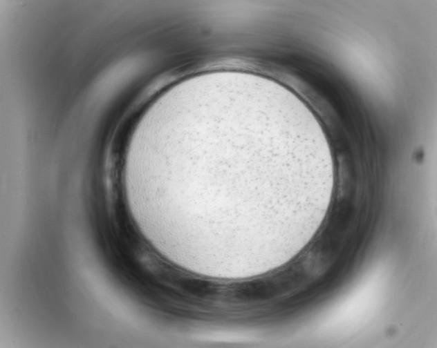 X0000103151438200809192018