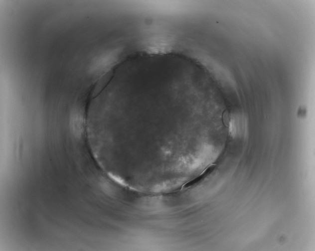 X0000103151444200809192018