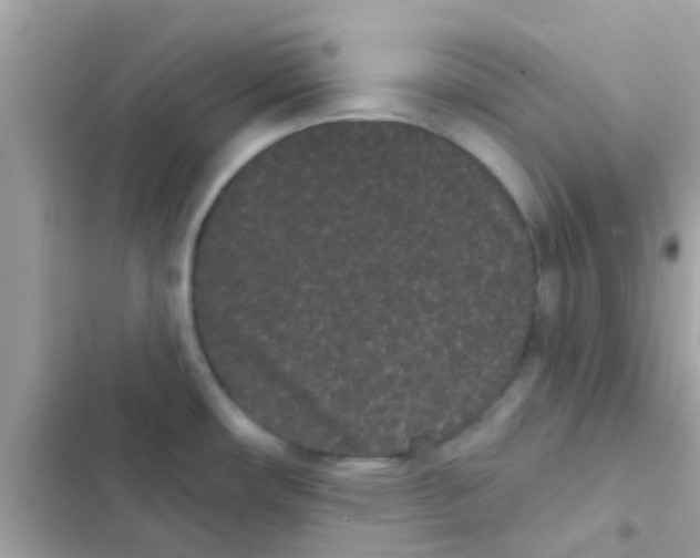 X0000103151482200809192017