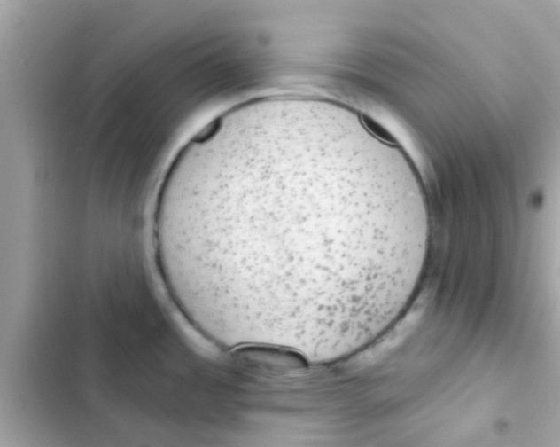 X0000103151485200809192017