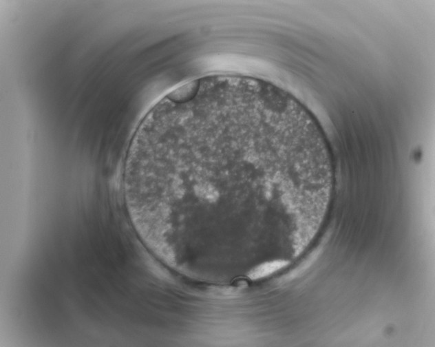 X0000103151529200809192017