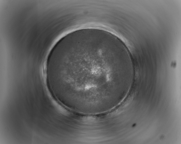 X0000103161515200808221342