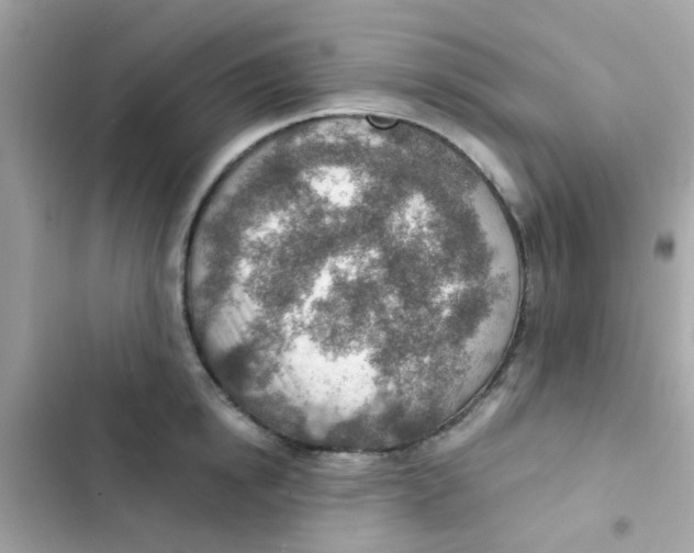 X0000103160854200809192052