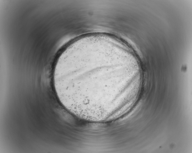 X0000103161163200809192046
